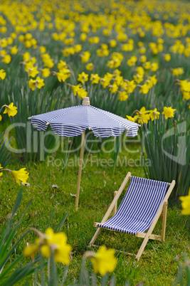 Narzissenwiese mit Liegestuhl und Sonnenschrim