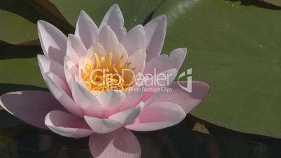 Beautiful waterlily buds