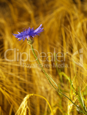 Kornblume im Gerstenfeld