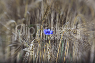 Kornblume im Gerstenfeld