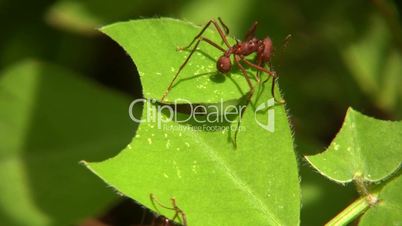 Leaf cutter ants (Atta sp.)