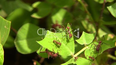 Leaf cutter ants (Atta sp.)