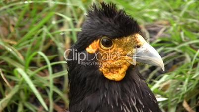 Carunculated caracara (Phalcoboenus carunculatus)