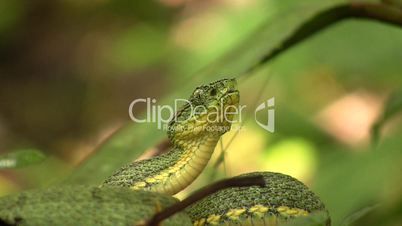 Two-striped forest pitviper (Bothriopsis bilineata)