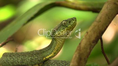 Two-striped forest pitviper (Bothriopsis bilineata)