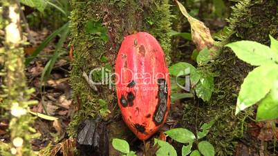 Cocoa pods (Theobroma cacao)