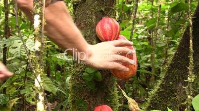 Picking a Cocoa pod (Theobroma cacao)