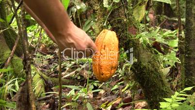 Picking a Cocoa pod (Theobroma cacao)