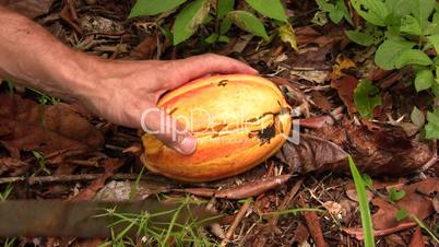Opening a cocoa pod to show cocoa beans inside