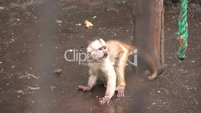 White fronted capuchin monkey (Cebus albifrons)