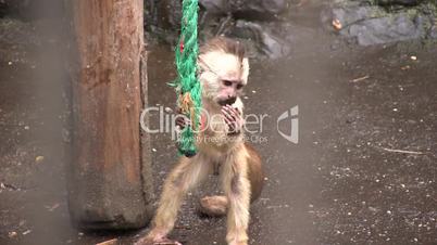 White fronted capuchin monkey (Cebus albifrons)