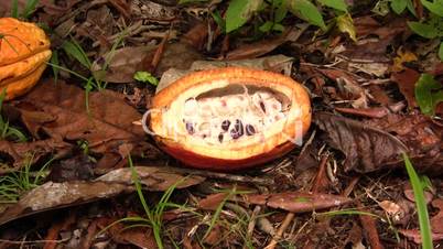 Sectioned cocoa pod showing cocoa beans inside