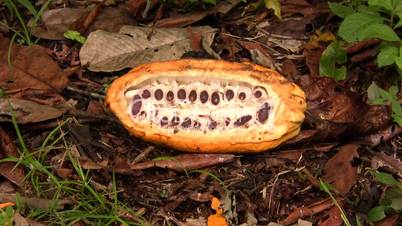 Sectioned cocoa pod showing cocoa beans inside