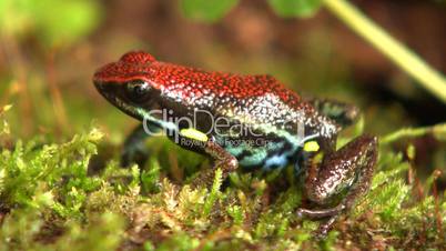 Ecuadorian poison frog (Ameerega bilingua)