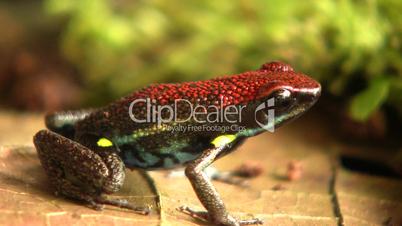 Ecuadorian poison frog (Ameerega bilingua)