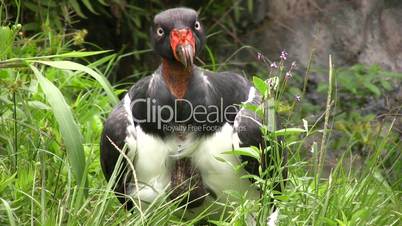 King Vulture (Sarcoramphus papa)