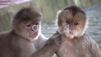 Urban population of White-fronted Capuchin Monkeys (Cebus albifrons)