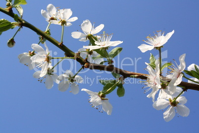 Frühling