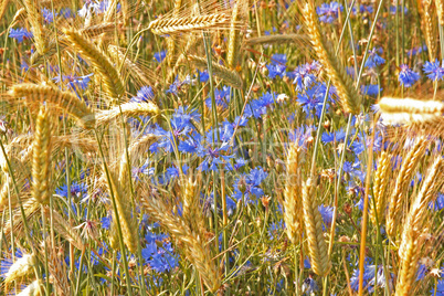 Getreide und Kornblumen