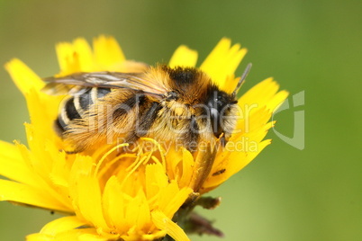 Biene und Blume