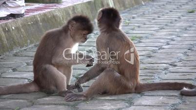 Urban population of White-fronted Capuchin Monkeys (Cebus albifrons)