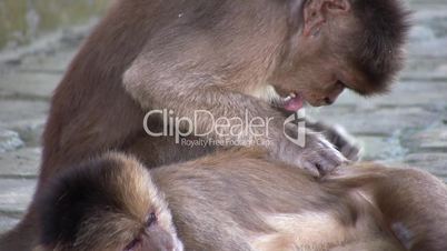 Urban population of White-fronted Capuchin Monkeys (Cebus albifrons)