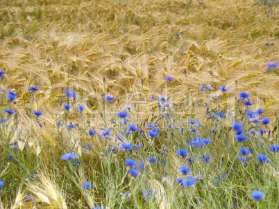 Kornblumen im Gerstenfeld