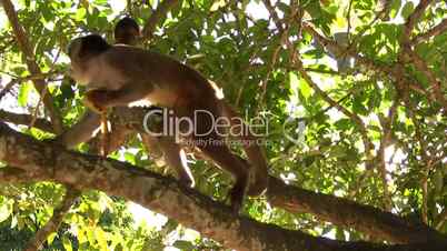 Urban population of White-fronted Capuchin Monkeys (Cebus albifrons)