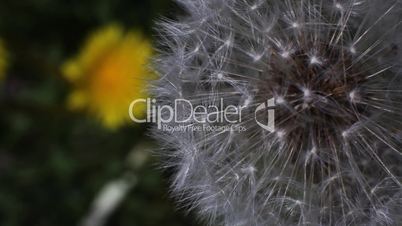 Pusteblume