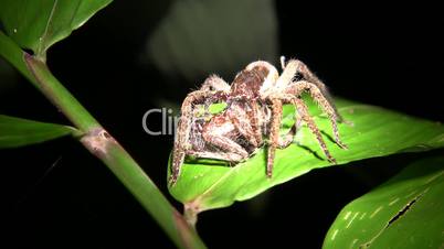 Wandering spider (Ctenidae) eating another spider of same species