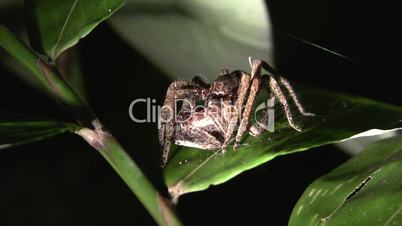 Wandering spider (Ctenidae) eating another spider of same species