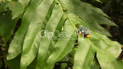 Zoom to Amazon leaf frog (Cruziohyla craspedopus)