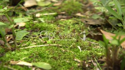 Leaf cutter ants (Atta sp.)