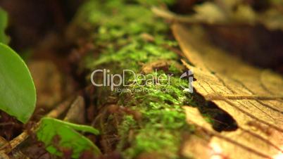 Trail of leaf cutter ants (Atta sp.) on the rainforest floor