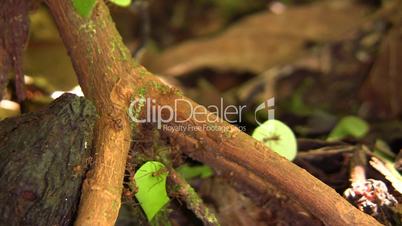 Trail of leaf cutter ants (Atta sp.) on the rainforest floor