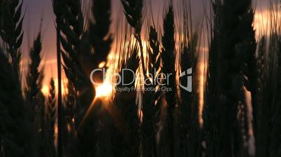 Wheat ears on sunset IV.
