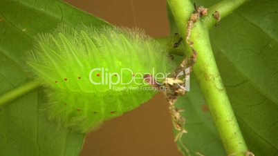 Amazonian slug caterpillar (Limacodidae)