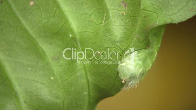 Amazonian slug caterpillar (Limacodidae)