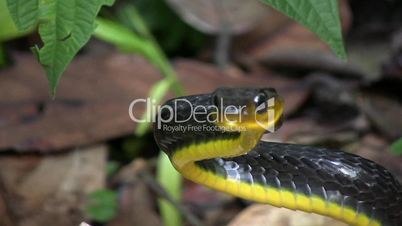 Amazonian whipsnake (Chironius exoletus)