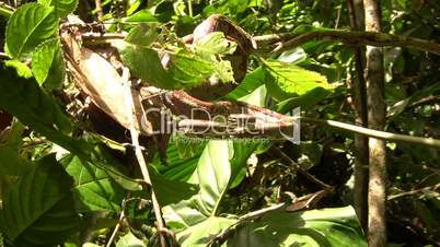 Amazon tree boa (Corallus hortulanus)