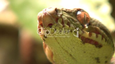 Amazon tree boa (Corallus hortulanus)