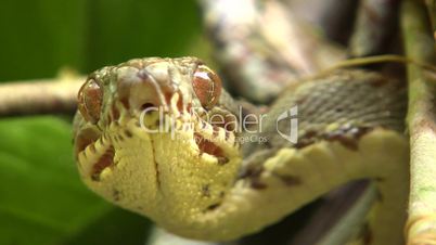 Amazon tree boa (Corallus hortulanus)