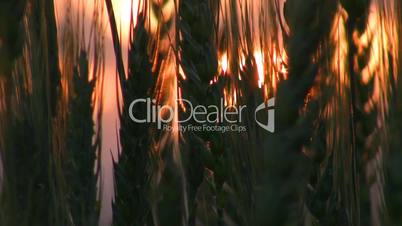 Wheat ears on sunset VI.