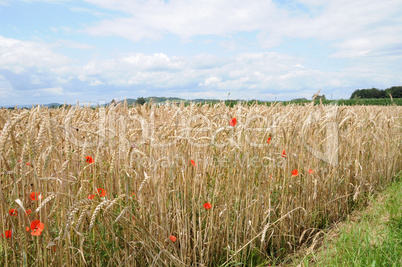 Weizenfeld