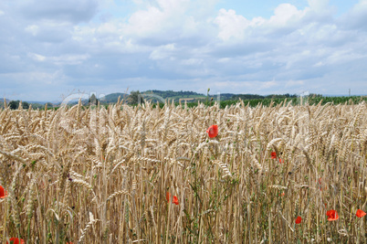 Weizenfeld