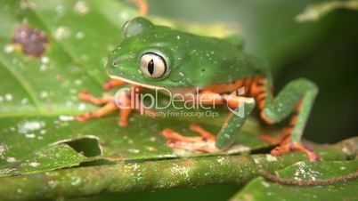 Barred monkey frog (Phyllomedusa tomopterna)
