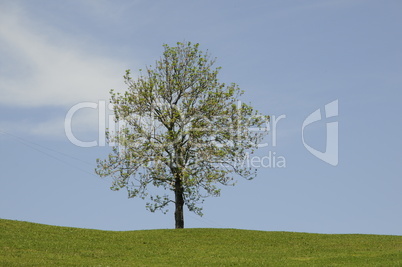 Baum im Frühling