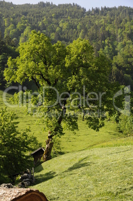 Ahorn im Niederurner Tal