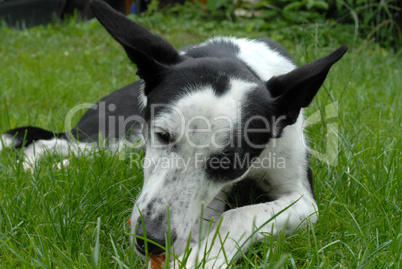 Podenco