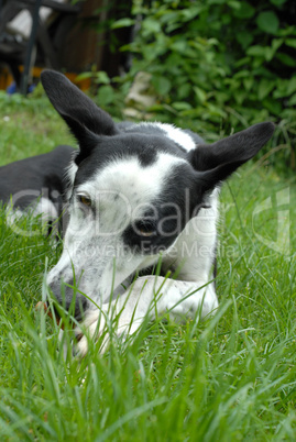 schwarzweisser Podenco